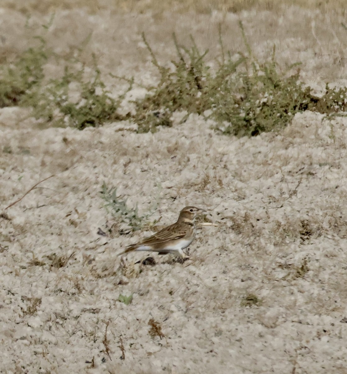 Calandra Lark - ML643657824
