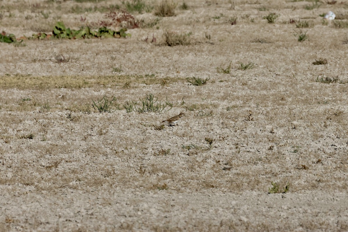 Calandra Lark - ML643657825