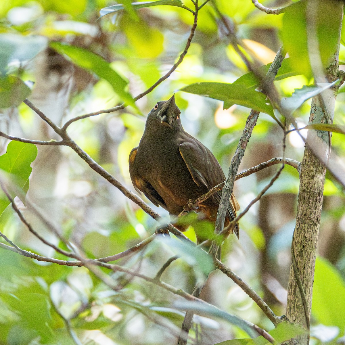 Guianan Cock-of-the-rock - ML643657829