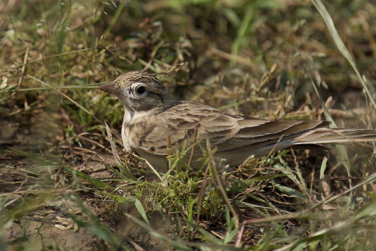 Mongolian Short-toed Lark - ML643657857