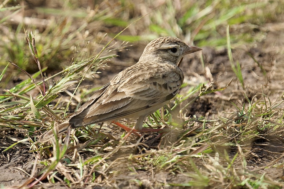 Mongolian Short-toed Lark - ML643657858