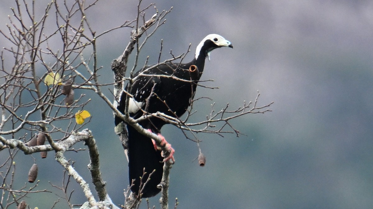 White-throated Piping-Guan - ML643657875