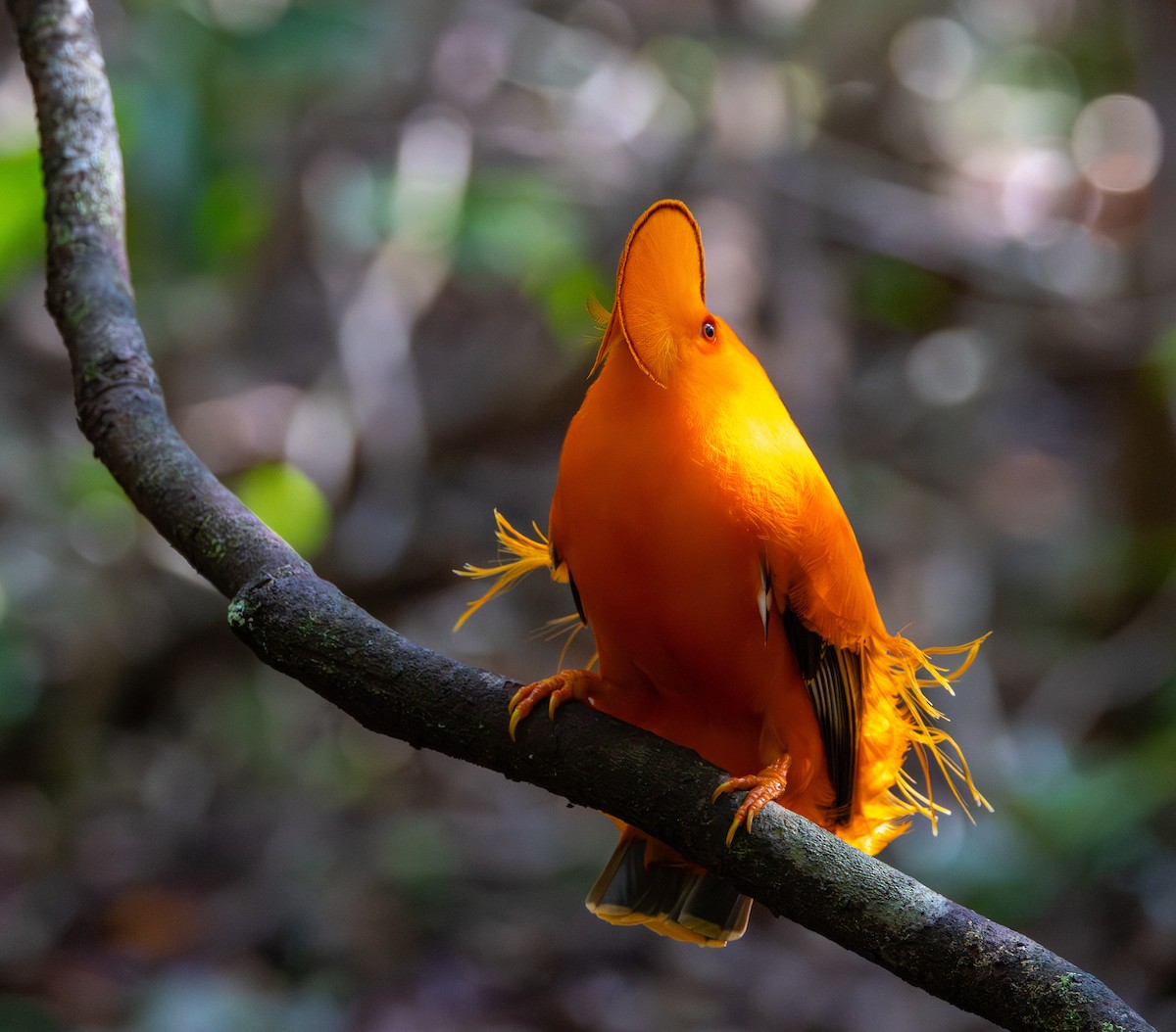 Guianan Cock-of-the-rock - ML643657880