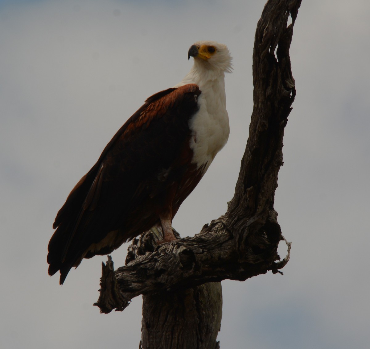 African Fish-Eagle - ML643657885
