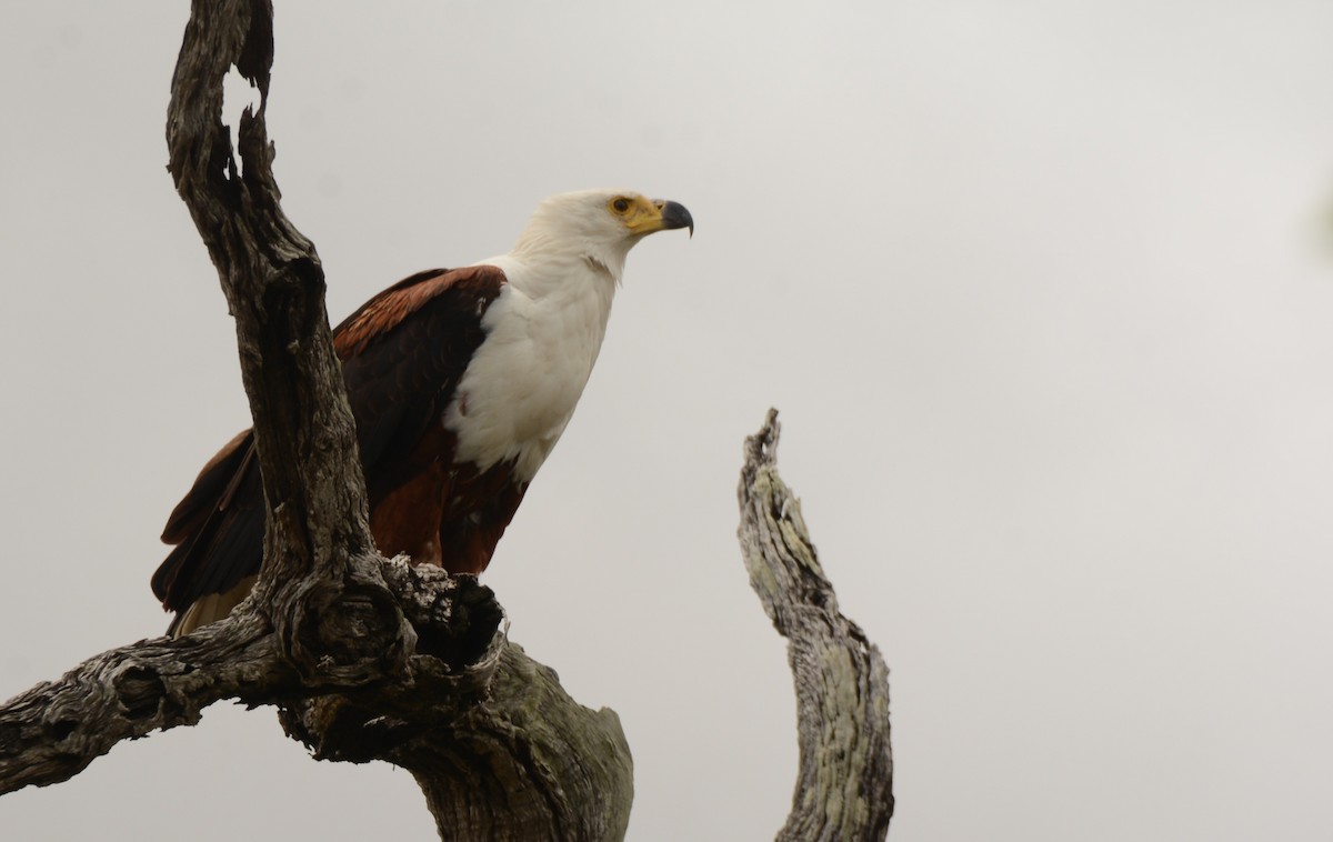 African Fish-Eagle - ML643657886