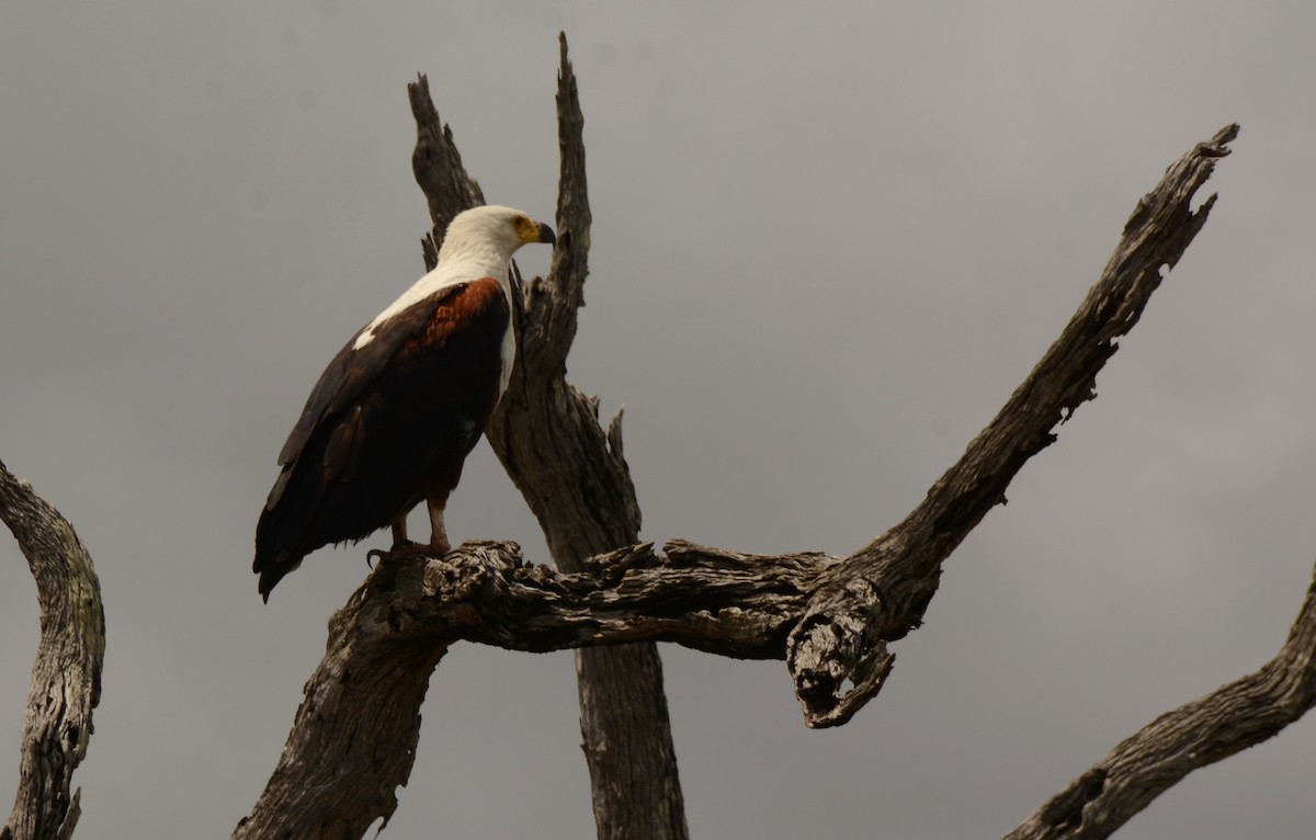 African Fish-Eagle - ML643657887