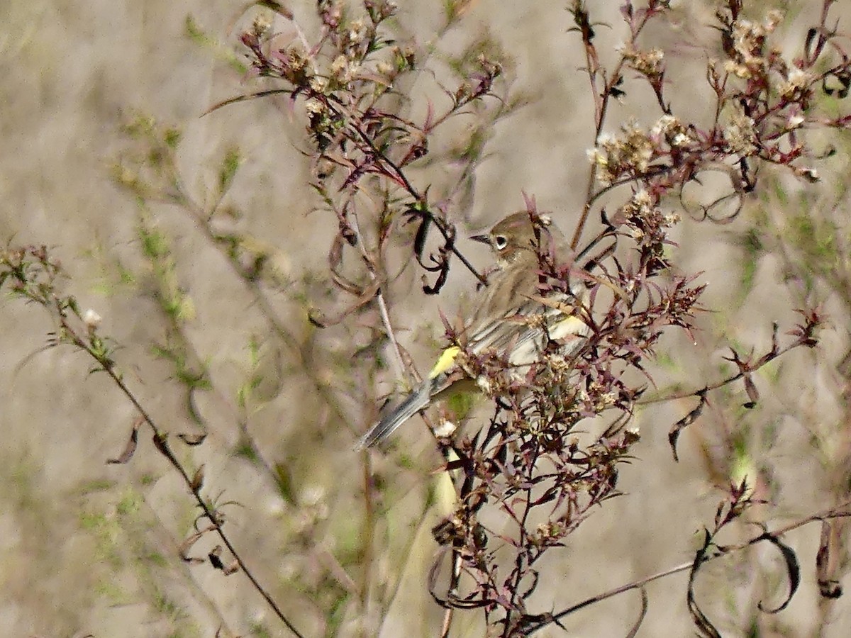 Yellow-rumped Warbler - ML643657892