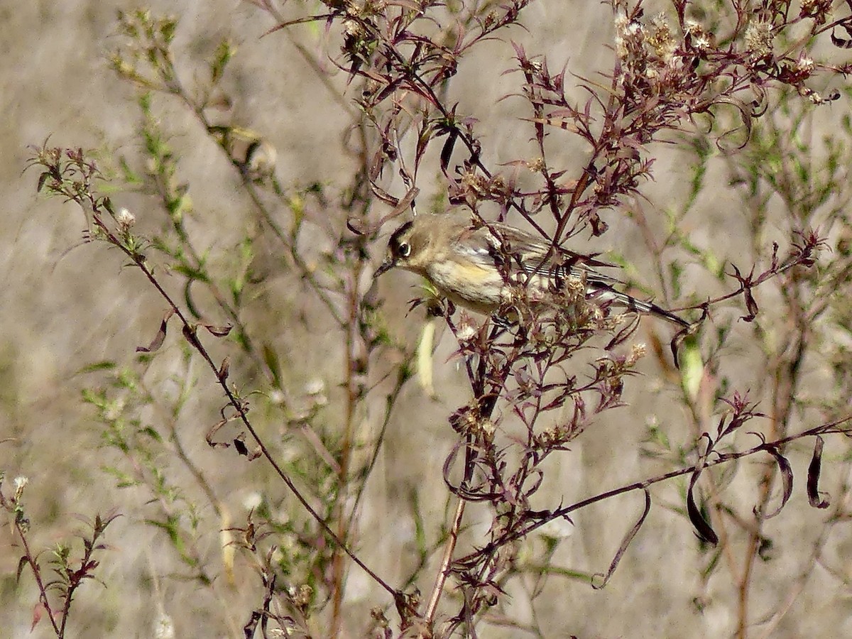 Yellow-rumped Warbler - ML643657893