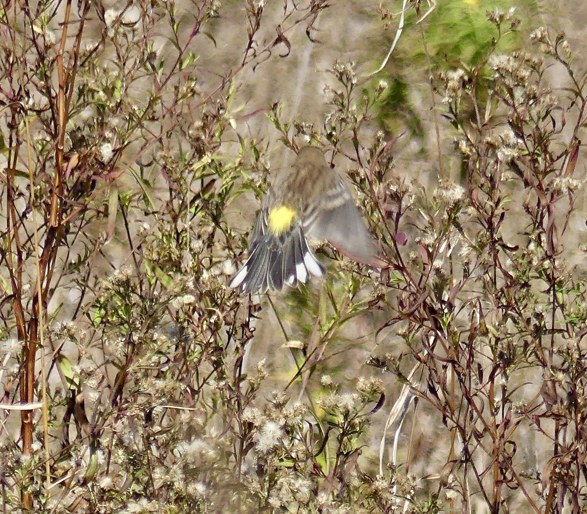 Yellow-rumped Warbler - ML643657894