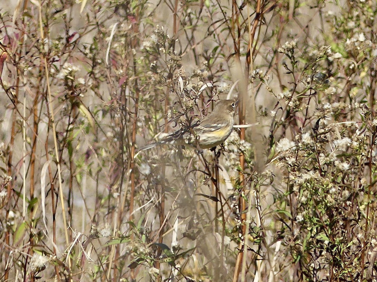 Yellow-rumped Warbler - ML643657895
