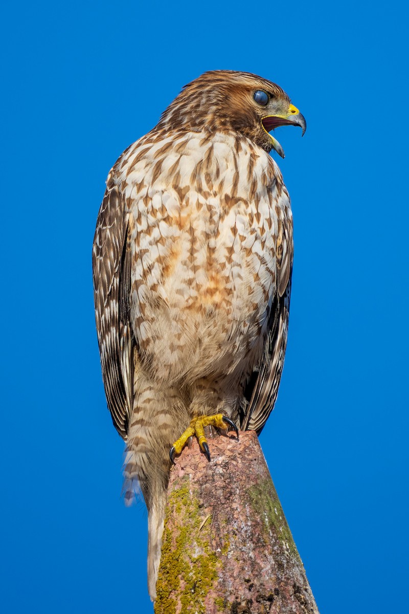 Red-shouldered Hawk - ML643657915