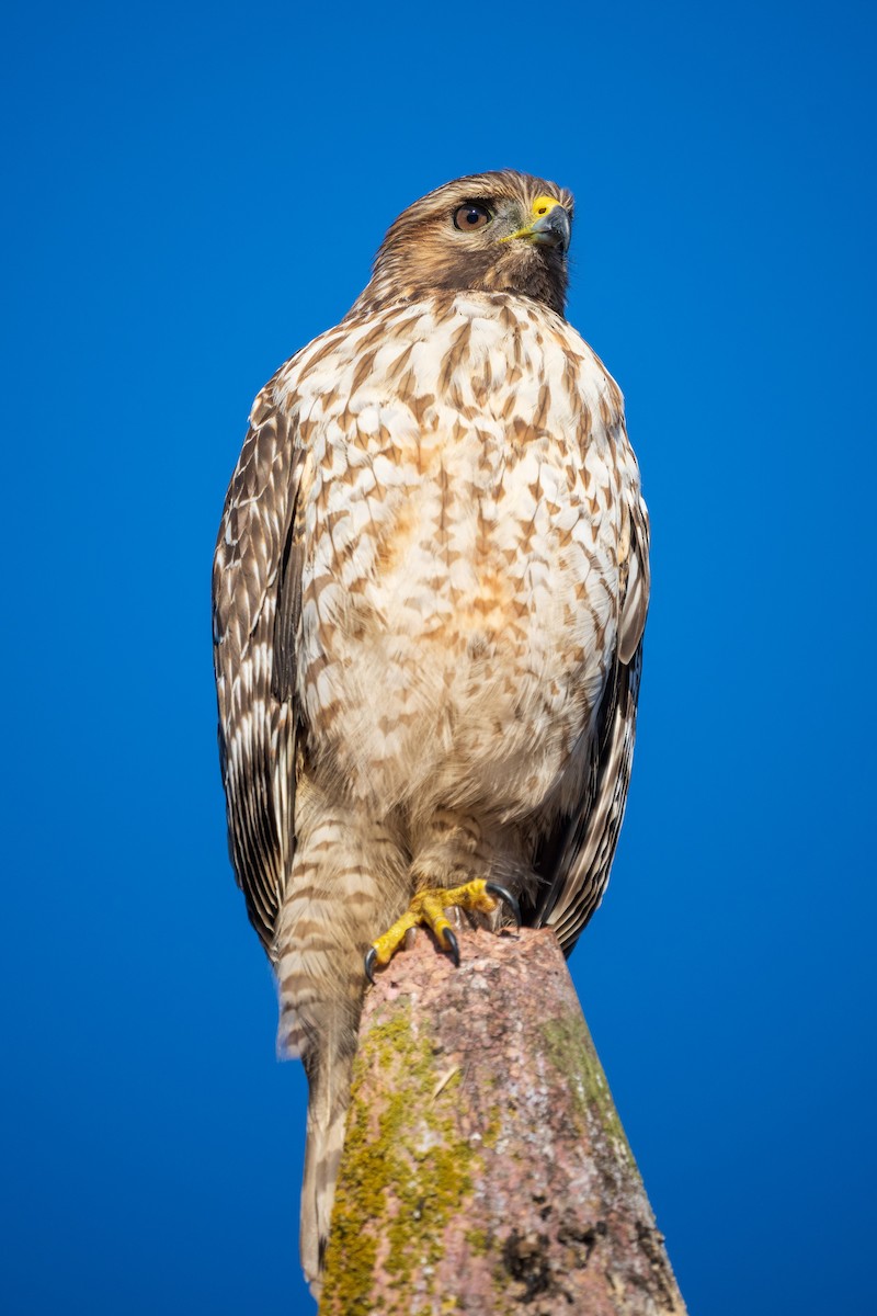 Red-shouldered Hawk - ML643657916