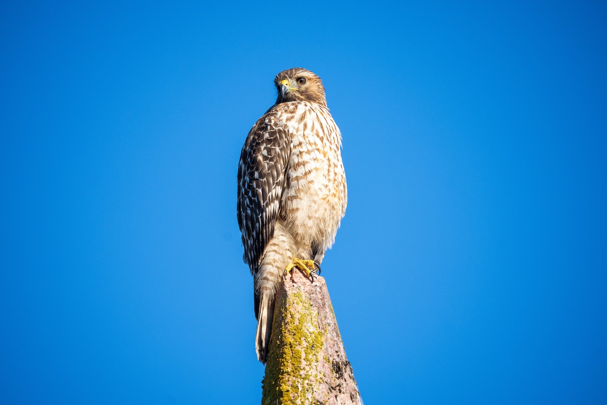 Red-shouldered Hawk - ML643657917