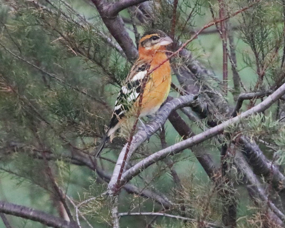Black-headed Grosbeak - ML643657927