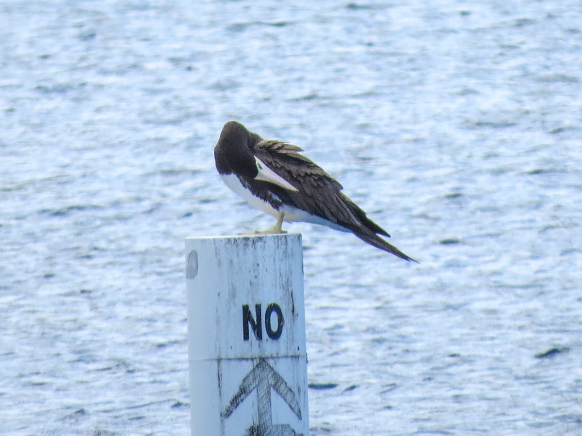 Brown Booby - ML643657928