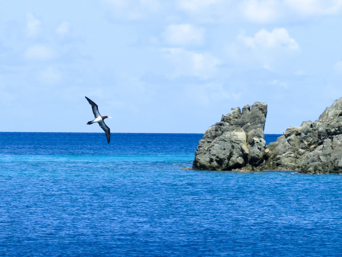 Brown Booby - ML643657929