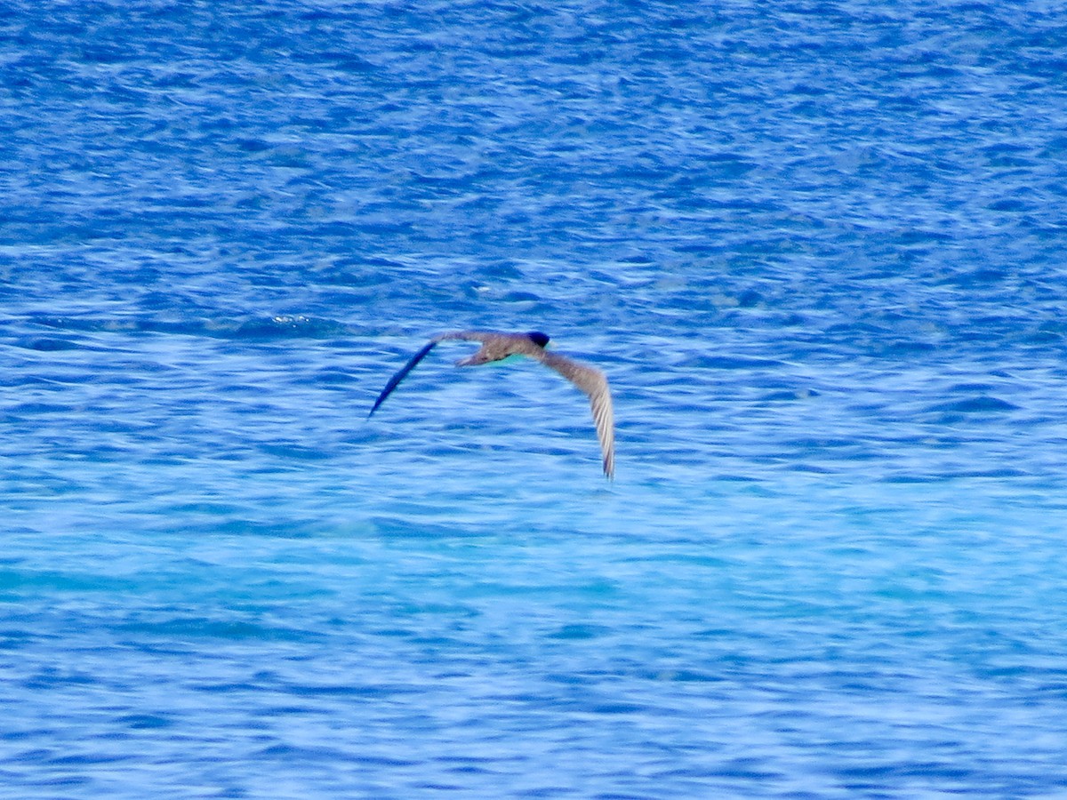 Brown Booby - ML643657930