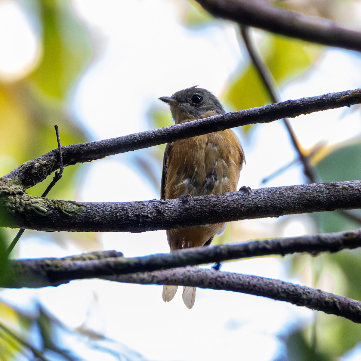 Cinnamon Manakin-Tyrant - ML643657948