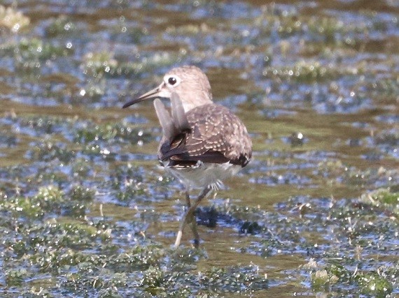Solitary Sandpiper - ML643657974