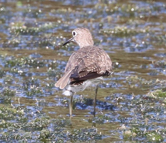 Solitary Sandpiper - ML643657975
