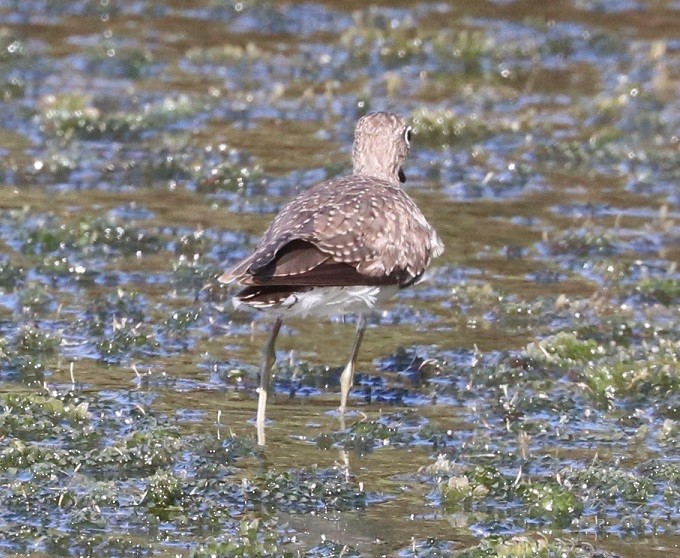 Solitary Sandpiper - ML643657976