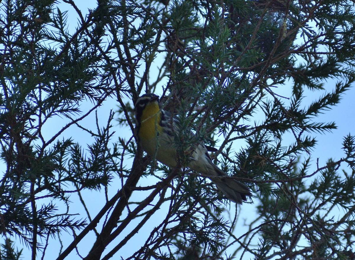 Yellow-throated Warbler - ML643657983