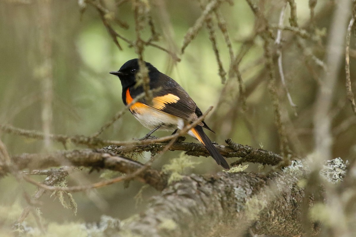 American Redstart - ML643657984