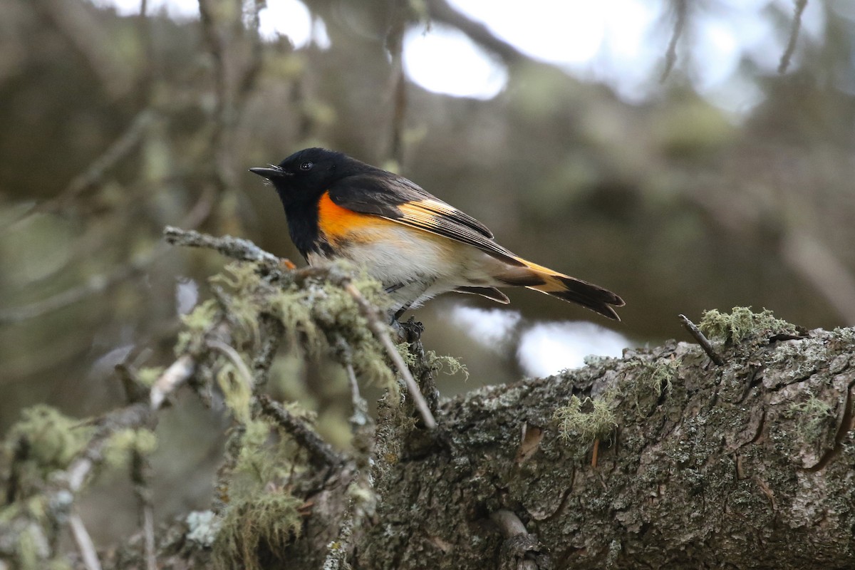 American Redstart - ML643657986