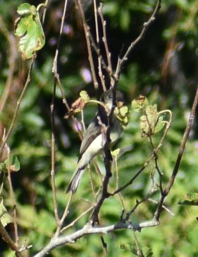 Mosquero Fibí - ML643657987