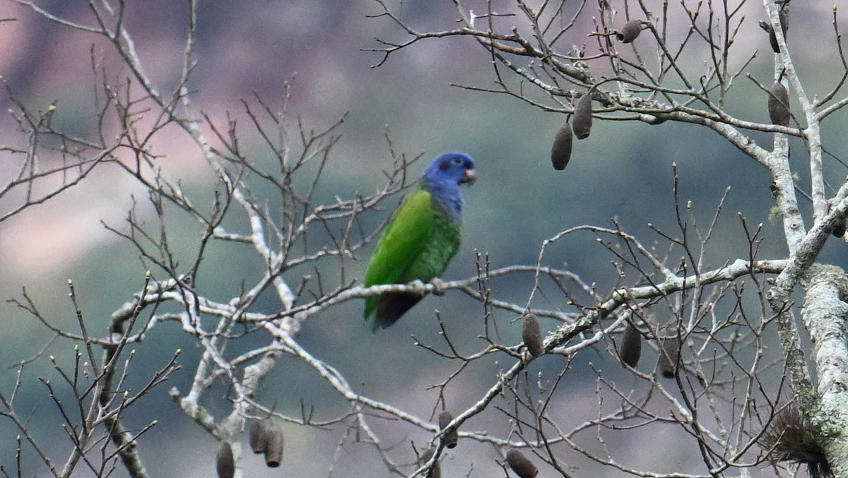 Blue-headed Parrot - ML643657989