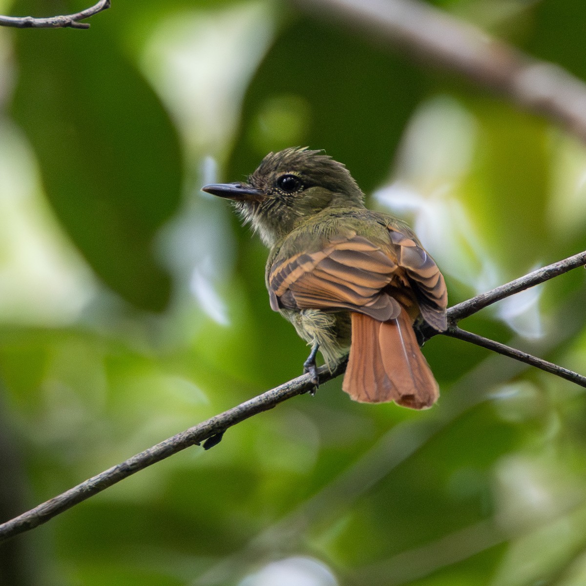 Rufous-tailed Flatbill - ML643657995