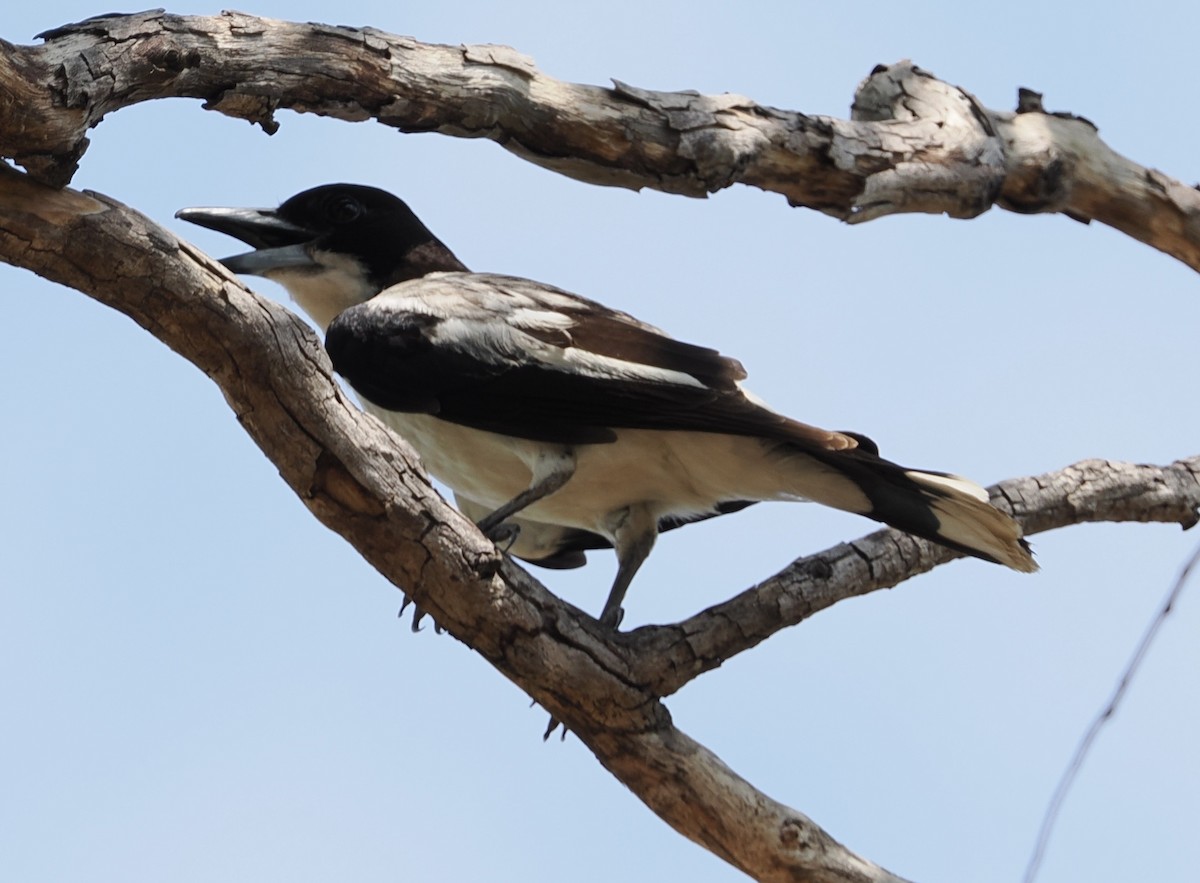 Silver-backed Butcherbird - ML643658004