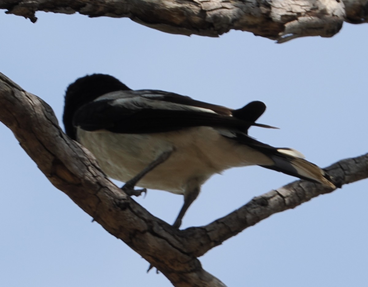 Silver-backed Butcherbird - ML643658005