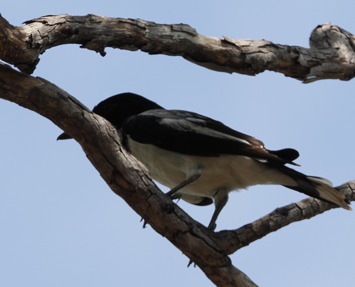Silver-backed Butcherbird - ML643658006