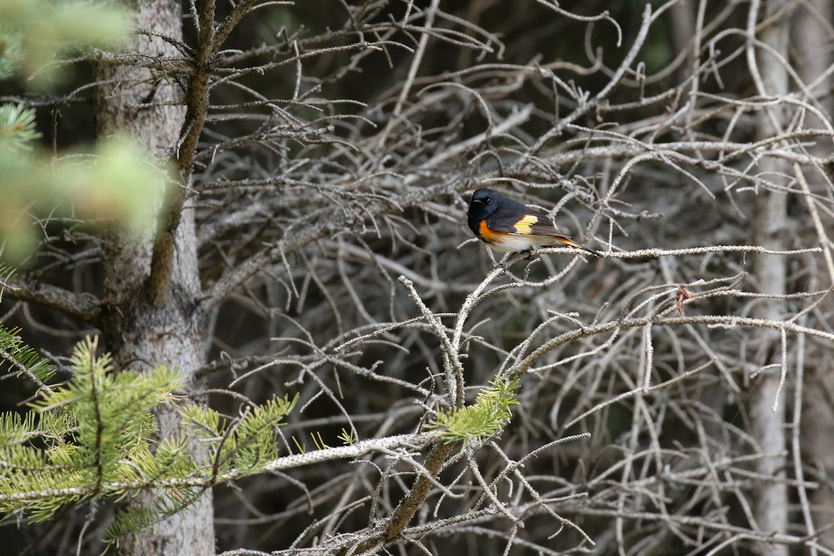 American Redstart - ML643658023
