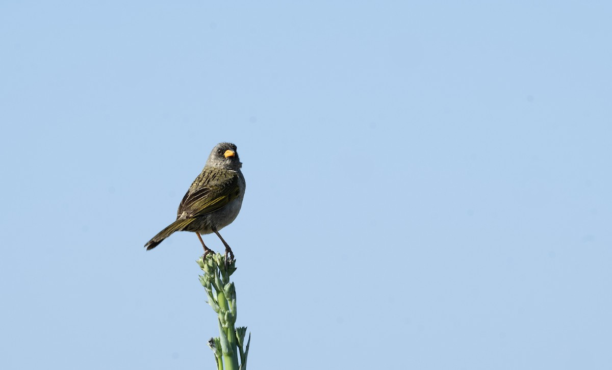 Great Pampa-Finch - ML643658031