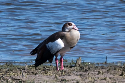 Egyptian Goose - ML643658062