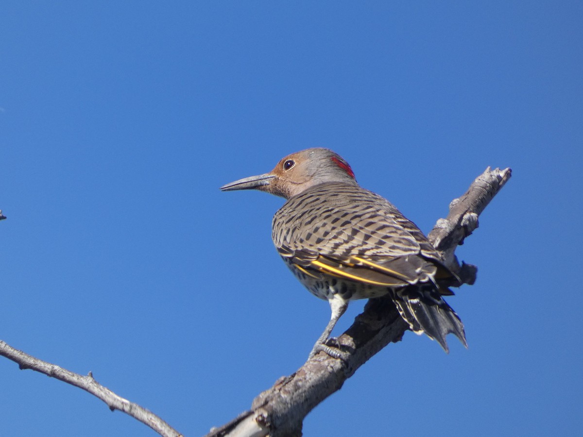 Northern Flicker (Yellow-shafted) - ML643658073