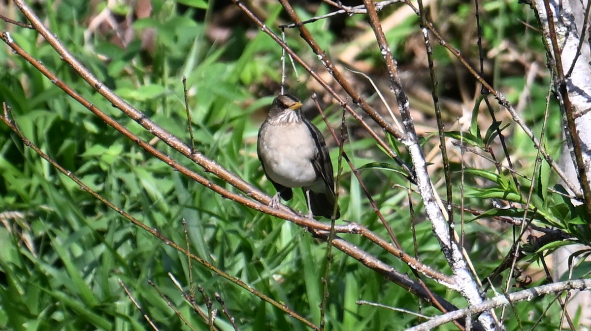 Creamy-bellied Thrush - ML643658075