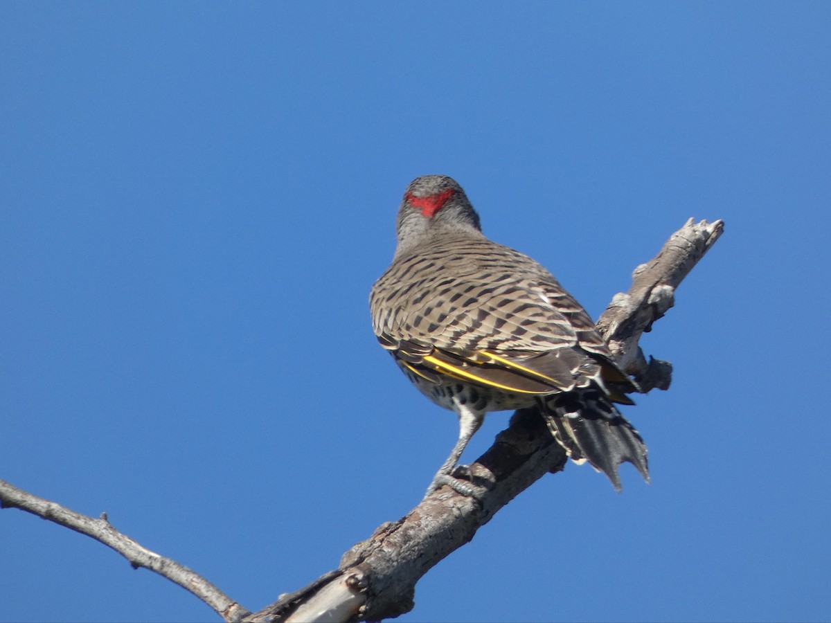 Northern Flicker (Yellow-shafted) - ML643658082