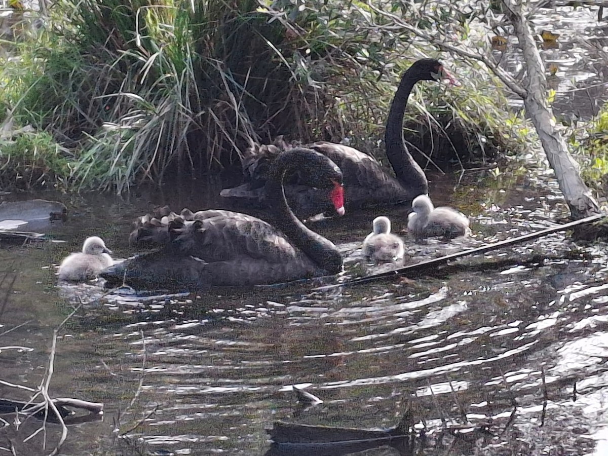 Black Swan - ML643658092