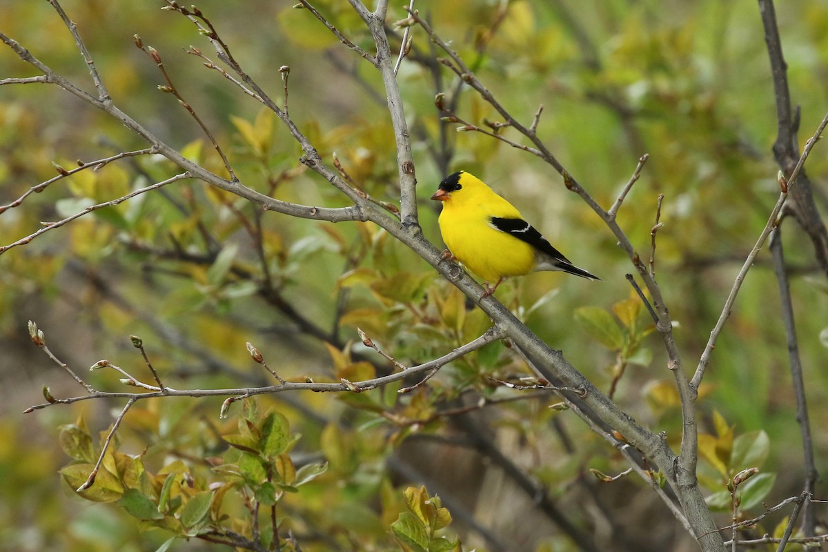 American Goldfinch - ML643658100