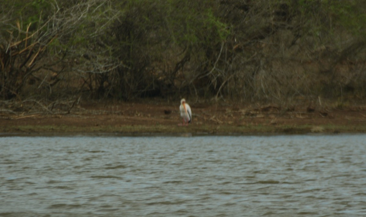 Yellow-billed Stork - ML643658106