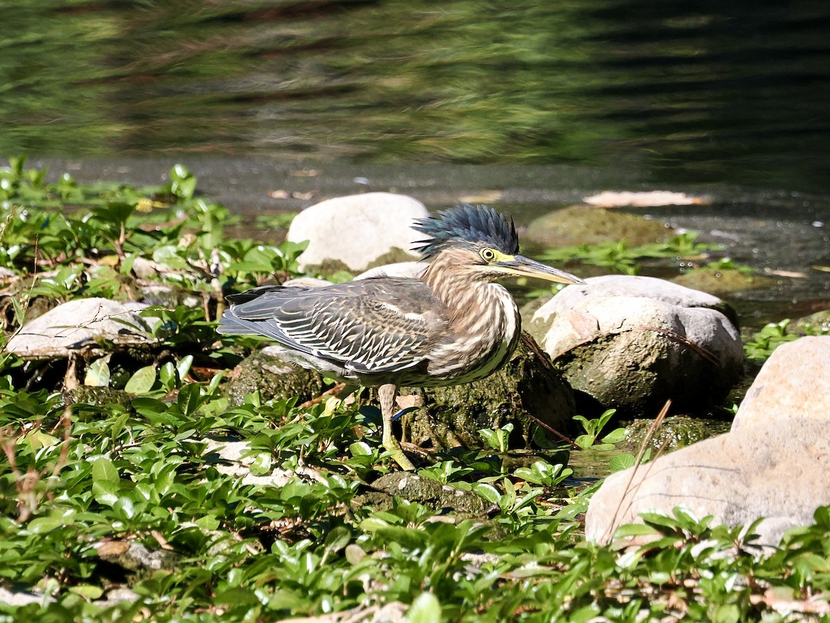 Green Heron - ML643658113
