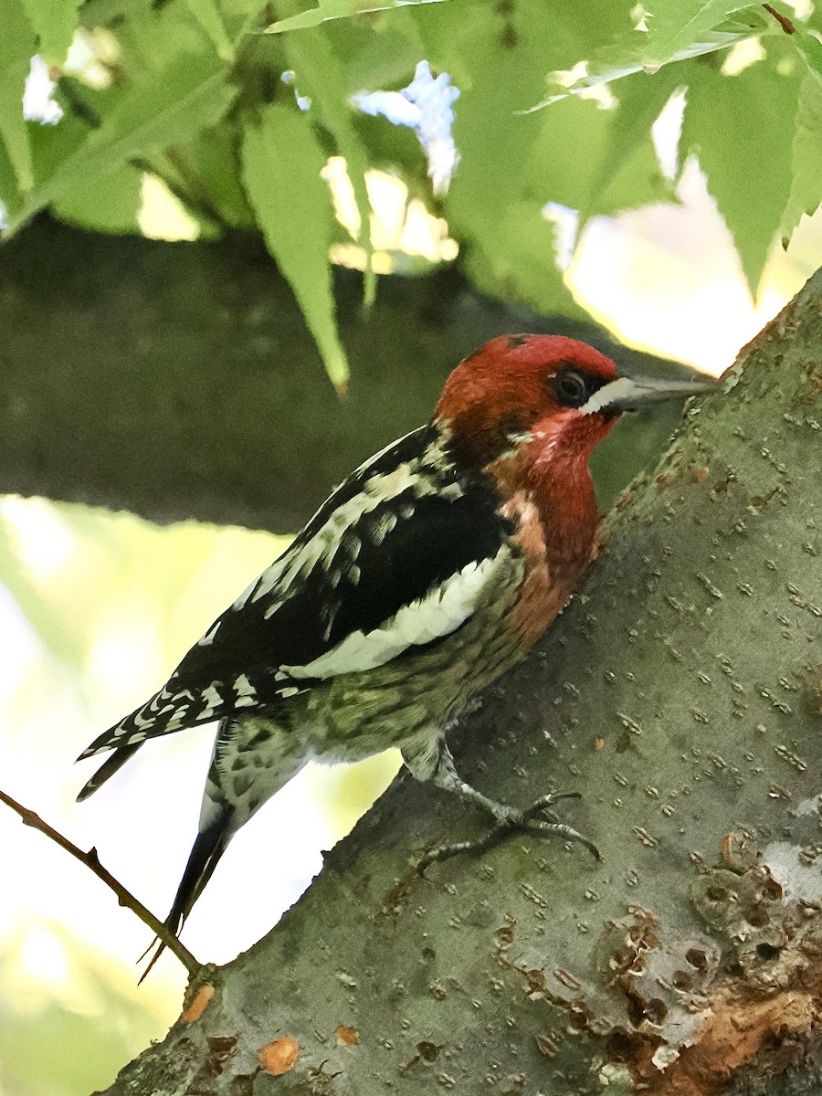 Red-breasted Sapsucker - ML643658129