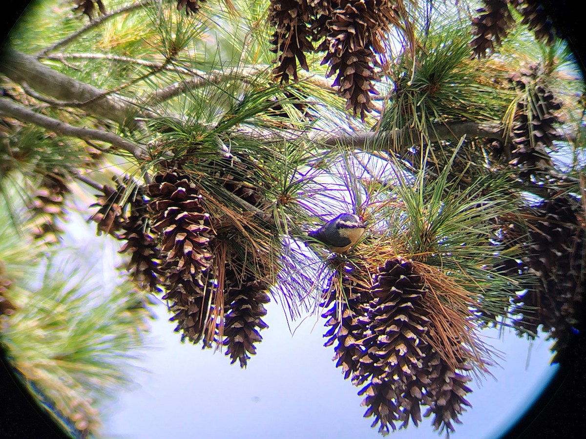 brhlík americký - ML643658161