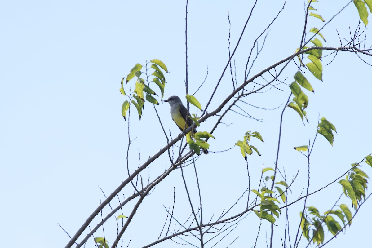 Western Kingbird - ML643658162