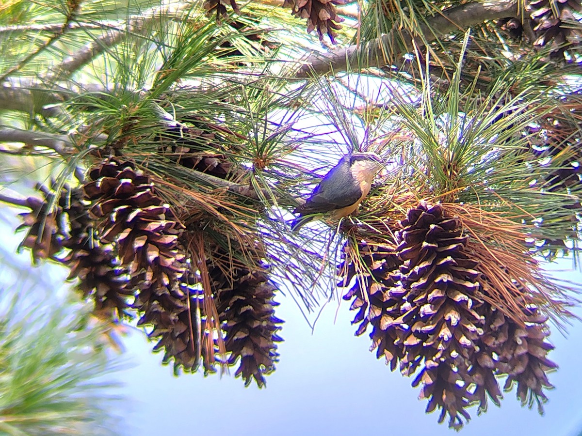 brhlík americký - ML643658163