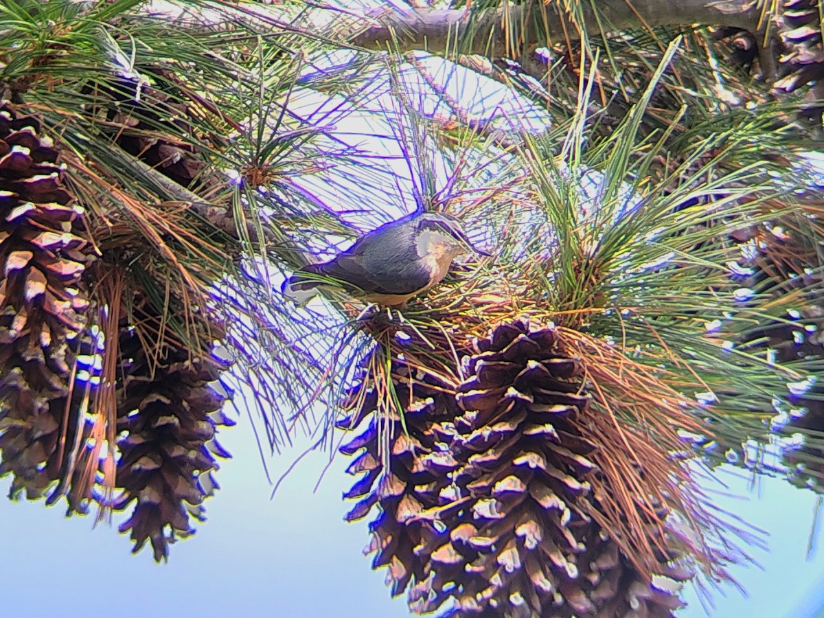 brhlík americký - ML643658170