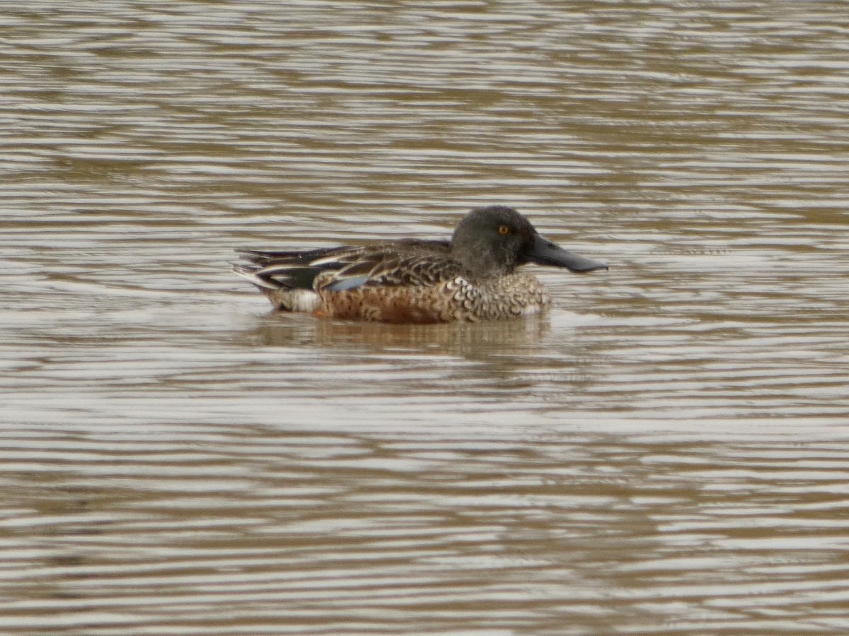 琵嘴鴨 - ML643658179